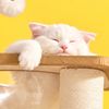 ぺんちゃん🐧🌷のプロフィール写真